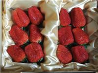 草莓果皮白转红慢、想颜色自然均匀、提前上市就用高钾叶面肥 叶肥素4号