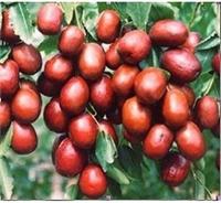 阿克苏红枣，优质红枣长期供应