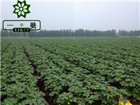 Okra Okra seeds official website how much a pound of okra seed okra seed planting technology price list