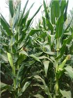 高产玉米品种——甘玉358