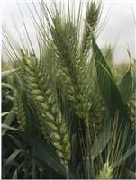 高产抗旱抗盐碱小麦新品种——三抗6号