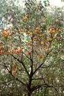 供应3-20公分柿子树 柿子树品种 柿子树价格 山西柿子树种植基地 绿化苗木柿子树可以选择