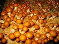 提供滑子菇_划算的滑子菇供应，就在裕隆祥农业