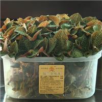 儒兰金线莲中国台湾种鲜品