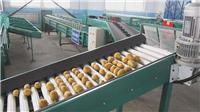 马铃薯 土豆）自动分选机，土豆重量大小自动分选机凯祥供应