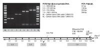 Thermo Scientific Fermentas 反转录试剂盒K1622 RevertAid First Strand cDNA Synthesis Kit