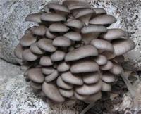 Mushroom Supplier: value for money mushroom Datong supply