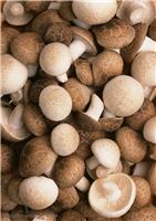 Бюджетное грибы шиитаке - значение для денег [питания]