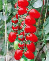 中国台湾番茄种子批发