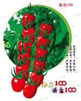 北京米瑞柯高产进口番茄种子批发