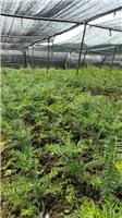 2014 2 + 1 Torreya grandis seedlings grafted seedlings to Zaimiao