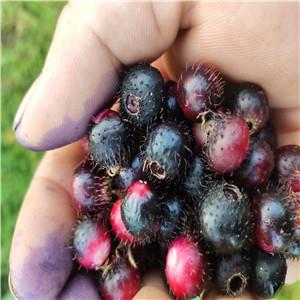 农业种植高效益、特色高端水果品种红参果