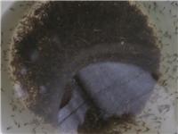 湖南泥鳅养殖场，湖南泥鳅苗养殖与销售，免费提供泥鳅养殖技术