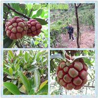 One big improvement Bu Funa supply red berries