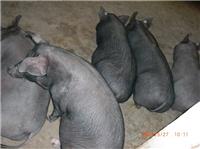 Linqu Yuan Jie stupid pig farming is quality pure pork wholesalers, Linqu Yishan Black