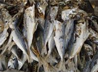 Los precios del pescado de alto valor proteico seca