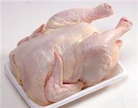 长期冷冻批发西装鸡650克－700克,冷冻童子鸡 冷冻老母鸡
