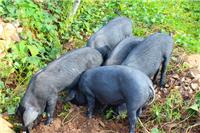 临朐县元杰生猪养殖是优秀的**笨猪肉批发商，临朐沂山黑猪