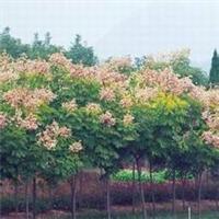 Luan tree