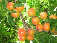 Apricot seedlings