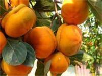 Persimmon seedlings