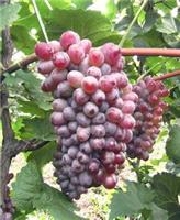 Grape seedlings
