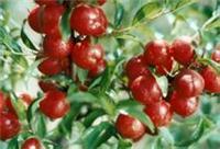 Calcium Guomiao