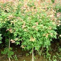 Acer mono