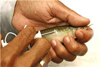 鱼类放流标记 鱼类体内芯片标记 鱼类电子芯片标记 鱼类pit标记 鱼类射频标记