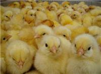 供应河南孵化场- 专业的种鸡场和育雏场
