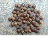 Yew seeds, Taxus chinensis, Sand yew seeds, Hubei yew seeds