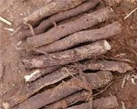 Paulownia root, root paulownia species, Paulownia seedlings, Hubei paulownia root