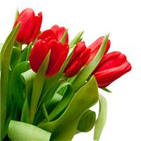 Capital Airport flowers clearance