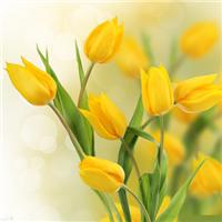 Capital Airport proxy flowers clearance company