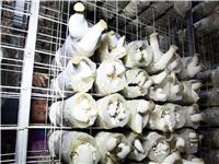 Dip mushrooms mesh grid mesh Pleurotus mushrooms fruiting special mesh