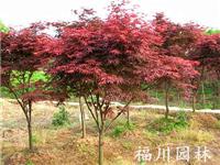 四川外贸红枫生产基地