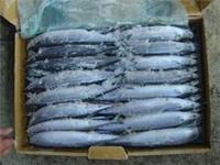 Hubei wholesale frozen saury