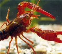 Dragón acuicultura del camarón revelar Wuhan Desarrollo Co., maravillas de langosta australiana