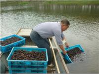 淡水小龙虾养殖技术