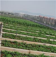 上海全市屋顶绿化景观设计蔬菜种植休闲设施