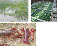 武汉虾龙水产稻田养殖小龙虾产业发展高歌猛进