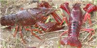 小龙虾养殖安全食品报告