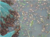 稻田养殖小龙虾成就中国龙虾产业