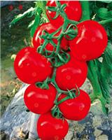 北京丰台南苑番茄种子批发基地樱桃番茄种子中国台湾小番茄