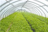 北方園藝溫室供應的蔬菜溫室大棚
