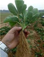 Shandong strawberries latest wholesale price
