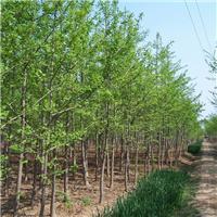 Walnut sapling cultivation base