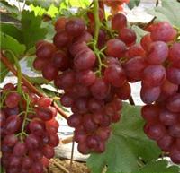 Year supply of grapes grape seedlings grafted seedlings wholesale package shipping grape seedling varieties recommended