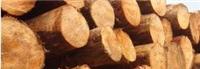 威龙木业供应俄罗斯臭松原木