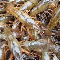 Wuhan Dragon Shrimp Aquaculture Development Co. juveniles stocking patterns and feeding techniques